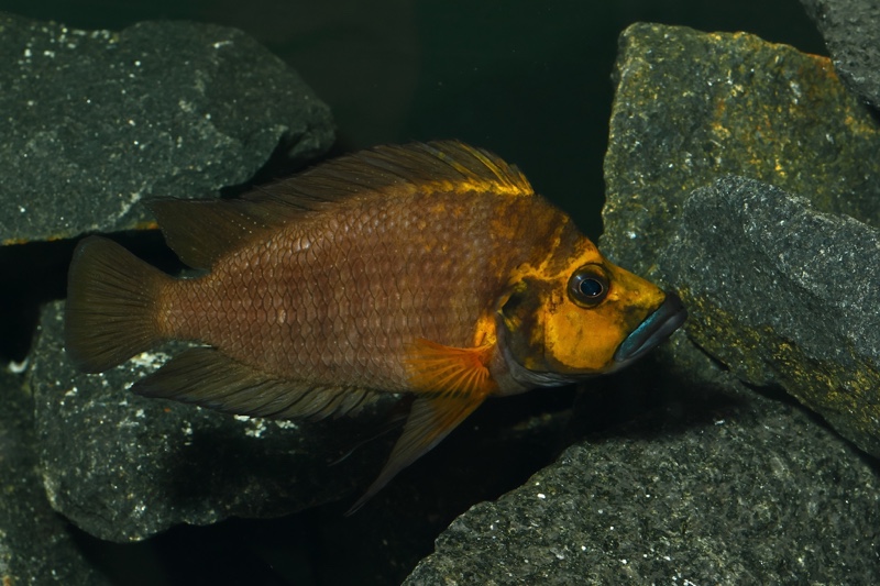 Altolamprologus compressiceps 'Kantalamba'